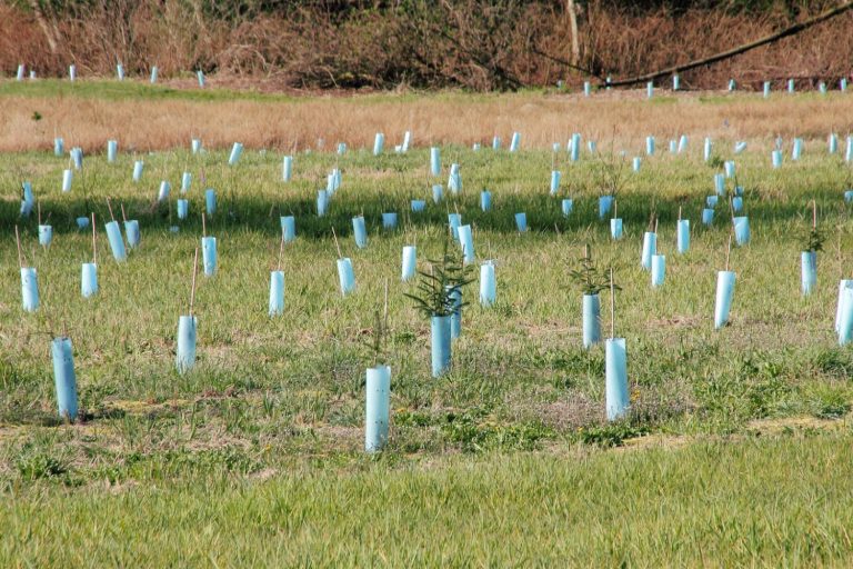 Англия посадит 500 тысяч деревьев за три года, чтобы защититься от экстремальной жары, засухи и наводнений.