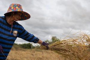 COP-17: коренные народы спасают биоразнообразие — эти истории доказывают, почему миру следует их слушать